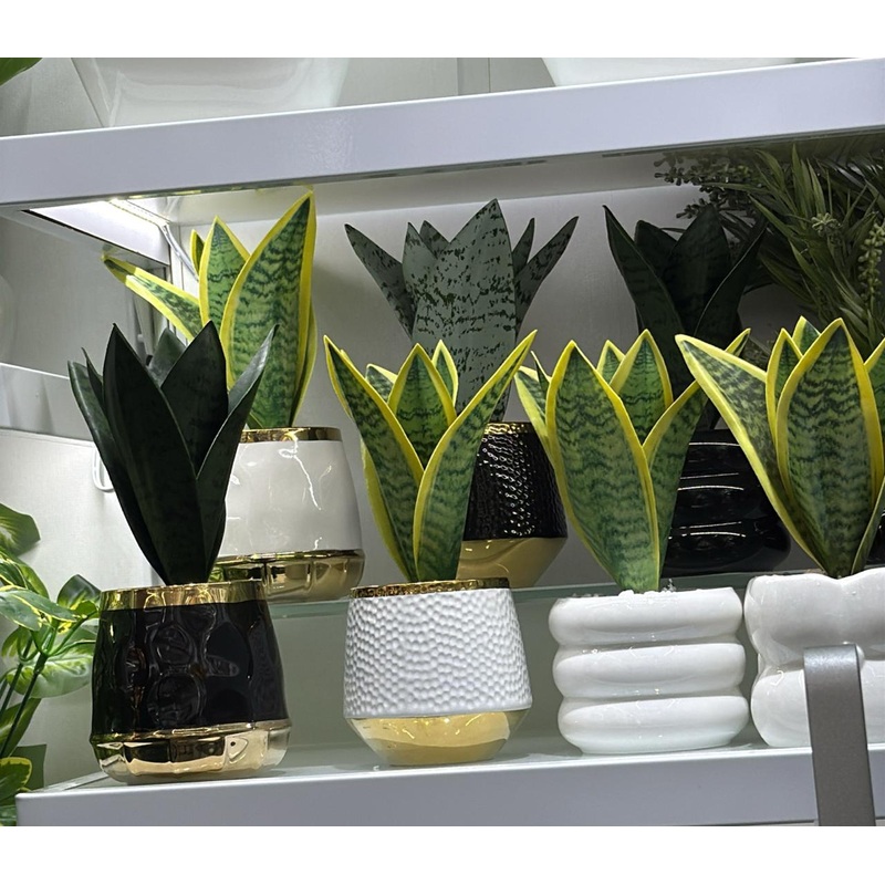 Artificial Snake Plant Duo  Decorative Potted Set with Premium Finishes