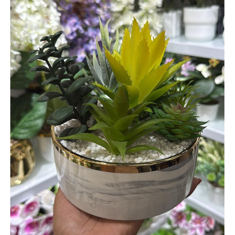 Succulents mix in a vase
